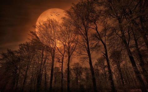 Moon Trees HD wallpaper | nature and landscape | Wallpaper Better