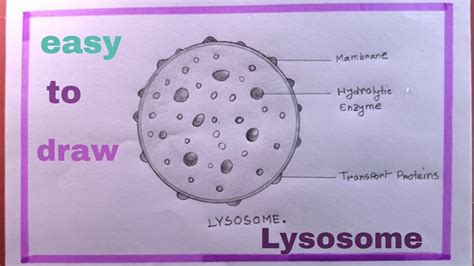 How To Draw Lysosome Easy Lysosome Diagram Lysosome Drawing YouTube