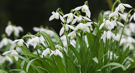 Snowdrops Varieties: What Sets Different Types Of Snowdrops Apart - EmbraceGardening