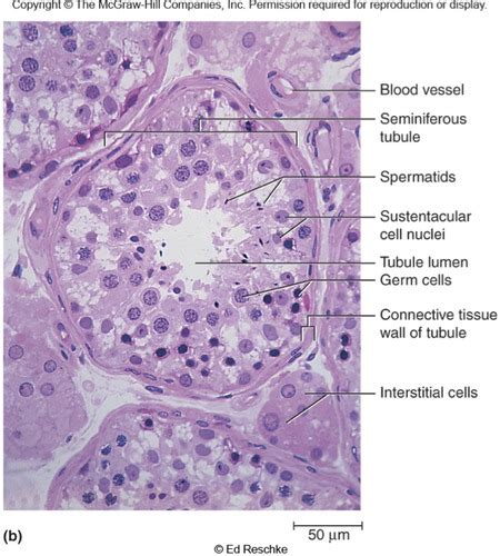 Biol S L Male Reproductive Anatomy Histology Flashcards Quizlet