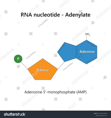 Vektor Stok Rna Nucleotide Ribonucleotide Adenylate Vector Illustration