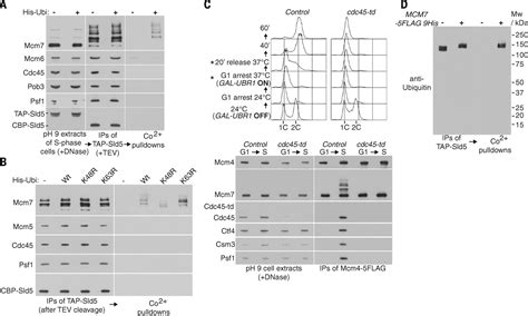 Cdc48 And A Ubiquitin Ligase Drive Disassembly Of The CMG Helicase At