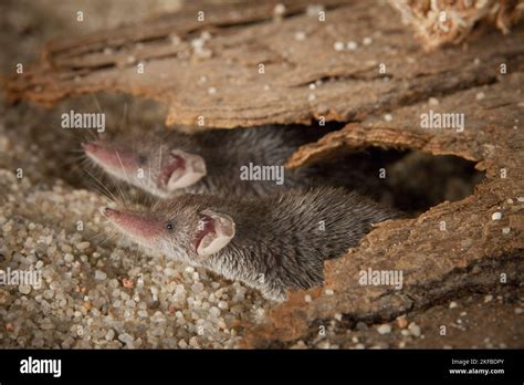 Etruscan pygmy shrew Stock Photo - Alamy