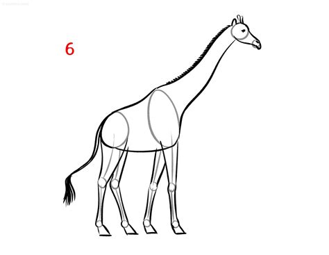 Giraffe Drawing Ideas How to draw a Giraffe