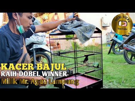 Aksi Kacer Bajul Dobel Winner Milik Mr Agus Lampung Youtube