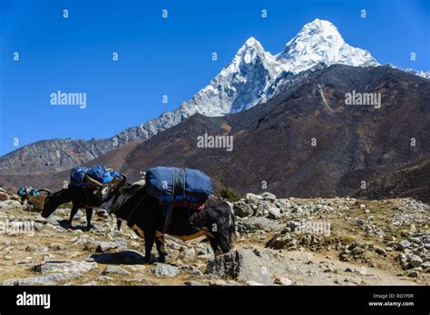 Ama Dablam peak in Nepal Stock Photo - Alamy