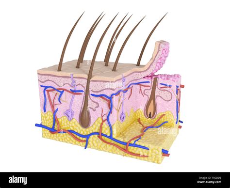 Keratinocyte Skin Cell Banque De Photographies Et Dimages Haute