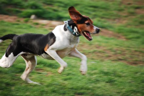 Running Treeing Walker Coonhound dog photo and wallpaper. Beautiful ...