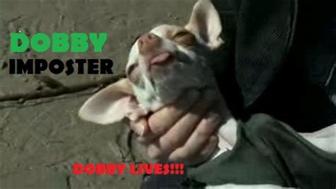 Dobby imposter - Harry Potter Fan Art (24807616) - Fanpop