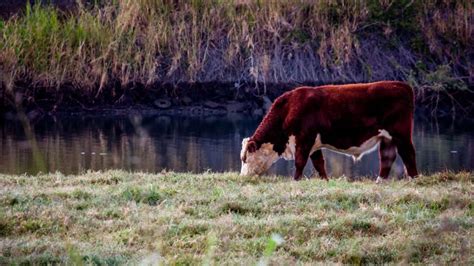 What Is The Difference Between Cow And Heifer Farming Base