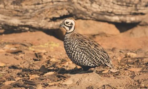 Mearns Quail – An Upland Game Bird Profile Series