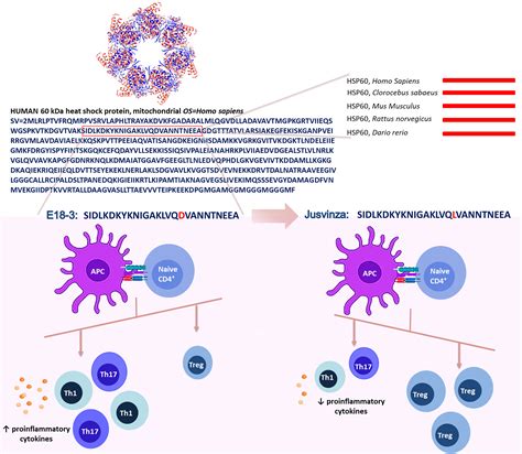 Frontiers A Peptide Derived From Hsp60 Reduces Proinflammatory