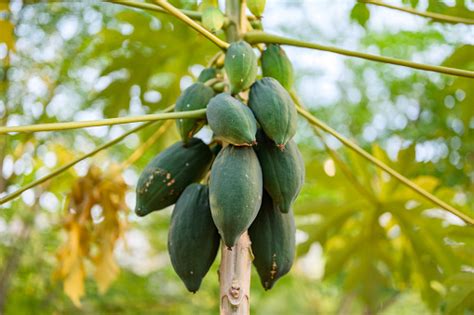 Pepaya Muda Di Pohon Pepaya Di Kebun Tanaman Atau Buah Dari Thailand