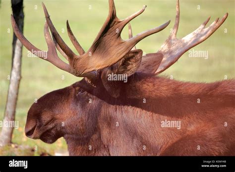 A North American Moose Mammal Stock Photo Alamy