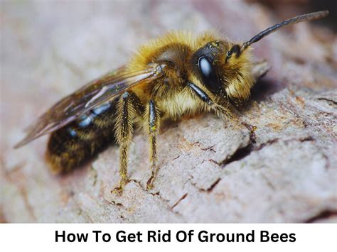 Effective Ways To Get Rid Of Ground Bees Without Killing