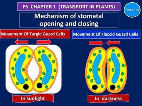 Biology Form5 SPM Chapter 1 Mechanism Of Opening And Closing Of Stomata