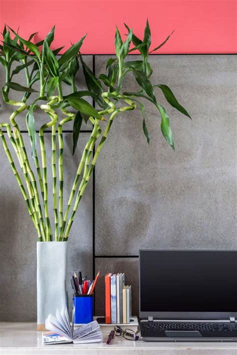 26 Best Office Desk Plants That Don't Need Space