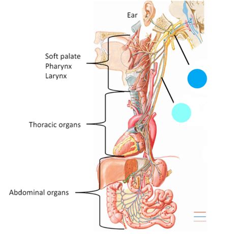 Cranial Nerves Copy Flashcards Quizlet