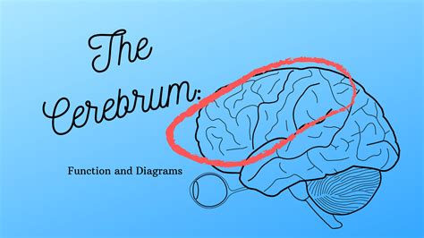 Cerebrum: Function Of The Largest Part Of The Human Brain - Science Trends