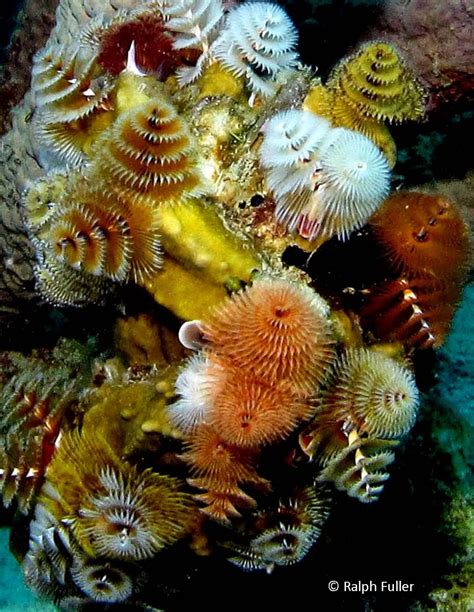 Christmas Tree Worms Beautiful And Wormy Poseidons Web Coral