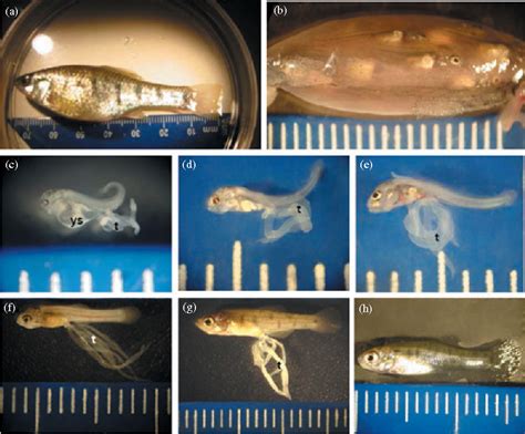 Figure 1 From Gonadal Morphogenesis And Sex Differentiation In The