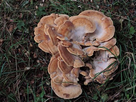 Meripilus Giganteus The Ultimate Mushroom Guide