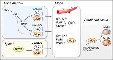 Developmental Origin And Functional Specialization Of Mast Cell Subsets