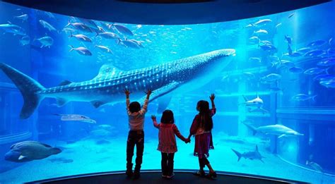 Osaka Aquarium Kaiyukan Book Ticketstodo Online