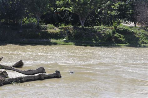 Buaya Berkalung Ban Dan Sampah Di Sungai Palu Kompas Id