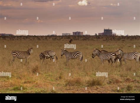 kenya safari wildlife national park serengeti ngorongoro  res stock