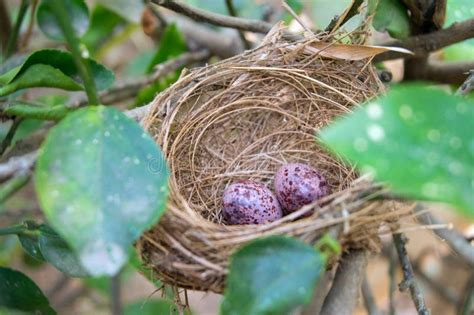 Bird Nest On Tree Branch Stock Image Image Of Blue Brood