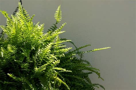 Boston Fern Light Requirements Essential Tips Petal Republic