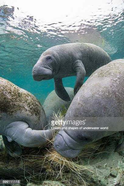 193 Manatee Feeding Stock Photos, High-Res Pictures, and Images - Getty Images