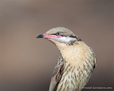 Spiny Cheeked Honeyeater Lirralirra