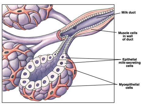 fisiología de la Glándula mamaria Mind Map