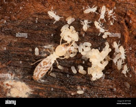 Termite Eggs Hi Res Stock Photography And Images Alamy