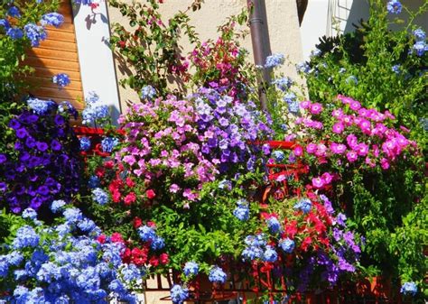 Fleurs de balcon en plein soleil idées sur les arrangements