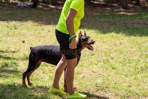 Doberman with a Cynologist, in Attack Training, in the Face. Stock Image - Image of doberman ...