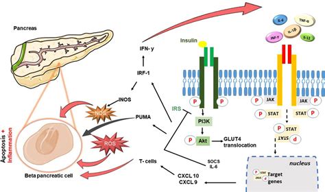 Frontiers Recent Advances In Jak Inhibitors For The Treatment Of