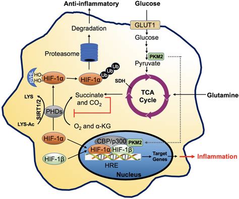 Regulation And Activation Of Hif 1α In Macrophages Download