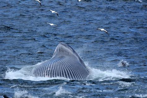 S R Whale Head & Baleen Stock Photo - Image of eubalaena, australis ...