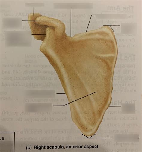 Right Scapula Anterior Aspect Diagram Quizlet