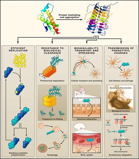 Transmissible Proteins Expanding The Prion Heresy Cell