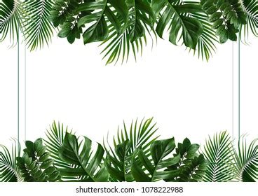 Tropical Green Leaf Frame On White Stock Photo Shutterstock