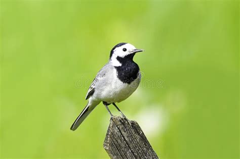 Close Up Of A Wagtail Motacilla Alba Bird Sitting On A Wooden Fence