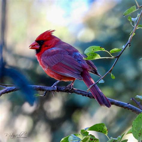 Male Cardinal In Dayton Ohio Birding