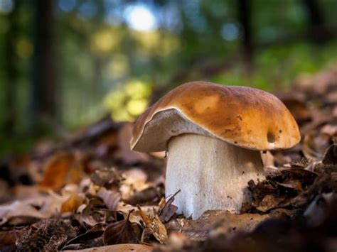 5 Common Mushrooms In New Mexico Star Mushroom Farms