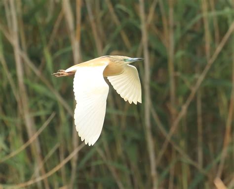 Squacco Heron Daniel Lombard Flickr