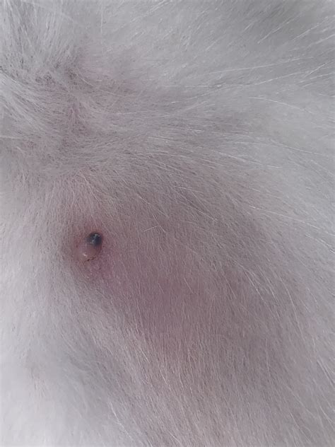 Cat Has Blueish Lump On Nipple Thecatsite