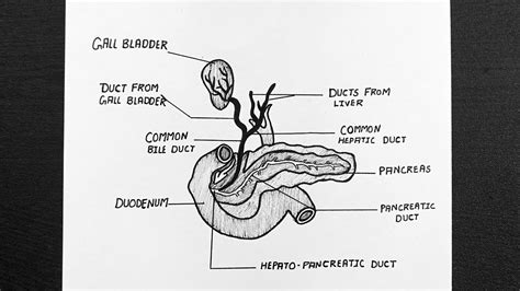 Diagram Of Duct System Of Liver Gallbladder And Pancreas Class 11